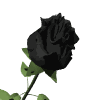 Rosas-27.gif