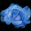 Rosas-28.gif