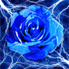 Rosas-30.gif