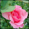 Rosas-31.gif