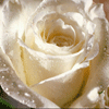 Rosas-33.gif