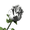 Rosas-35.gif