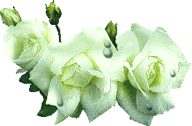 Rosas-61.gif