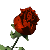 Rosas-rojas-62.gif