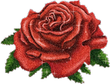 Rosas-rojas-63.gif