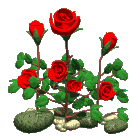 Rosas-rojas-69.gif
