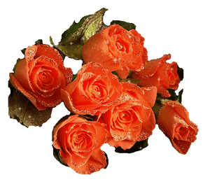 Rosas-rojas-84.gif