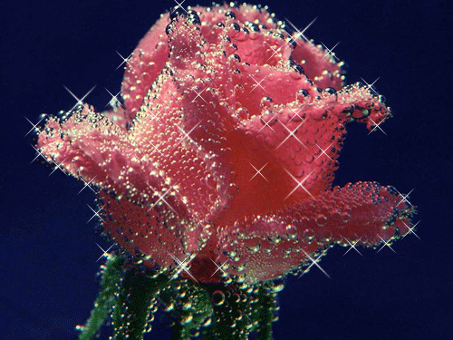 Rosas-rojas-88.gif
