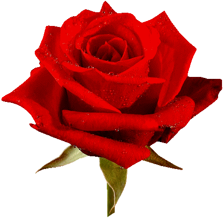 Rosas-rojas-89.gif