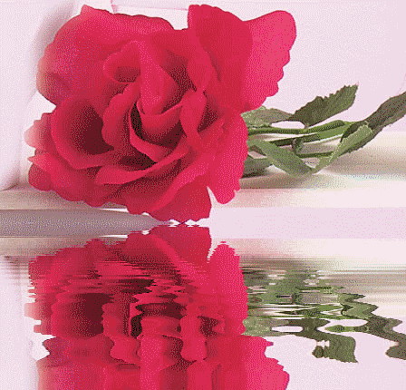 Rosas-rojas-98.gif