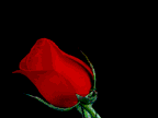 Gif-animado-San-Valentin-35.gif