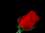 Gif-animado-San-Valentin-37.gif