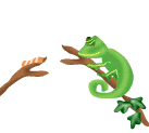 Camaleon-04.gif