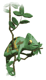 Camaleon-05.gif