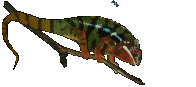 Camaleon-13.gif