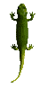 Cocodrilo-16.gif