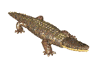 Cocodrilo-21.gif