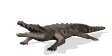 Cocodrilo-24.gif