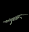 Cocodrilo-30.gif