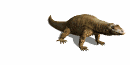 Dragon-de-Komodo-04.gif