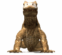 Dragon-de-Komodo-06.gif