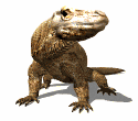 Dragon-de-Komodo-08.gif