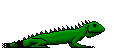 Iguana-01.gif