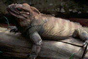 Iguana-05.gif