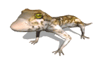 Iguana-06.gif