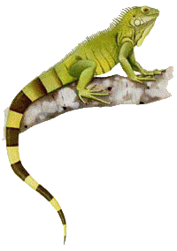 Iguana-07.gif