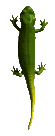 Lagarto-10.gif