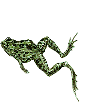 Anuro-153.gif