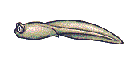 Anuro-160.gif