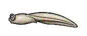 Anuro-181.gif