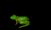 Anuro-72.gif