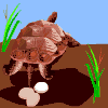 Avatar-Tortuga-05.gif