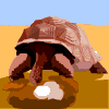 Avatar-Tortuga-07.gif