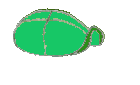 Tortuga-19.gif