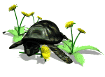 Tortuga-21.gif
