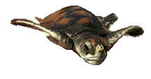 Tortuga-60.gif