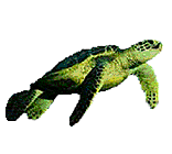 Tortuga-64.gif