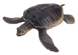 Tortuga-77.gif