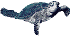 Tortuga-86.gif