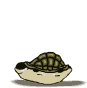 Tortuga-88.gif