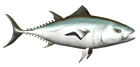 Atun-01.gif