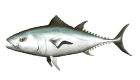 Atun-02.gif