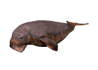 Ballena-10.gif