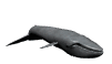 Imagen-animada-Ballena-07.gif