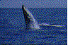 Imagen-animada-Ballena-09.gif