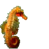 Caballito-de-mar-12.gif